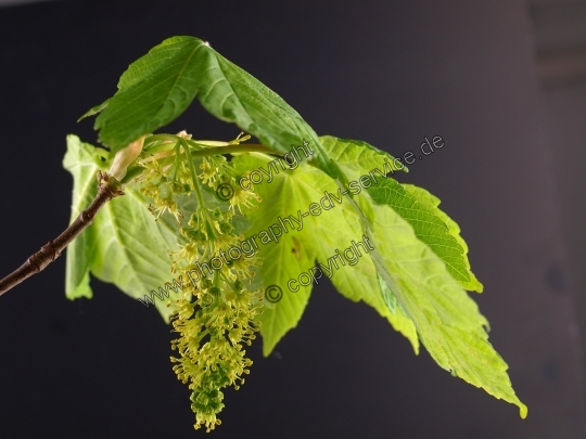 Acer pseudoplatanus (Berg Ahorn)