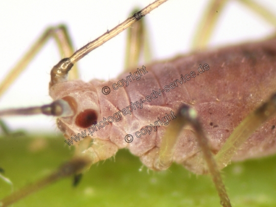 Acyrthosiphon pisum (Erbsenlaus)