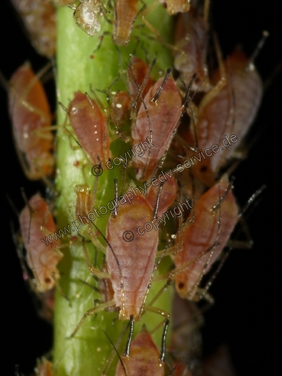 Acyrthosiphon pisum (Erbsenlaus)