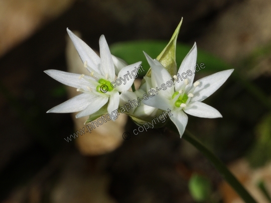Allium ursinum (Bärlauch)