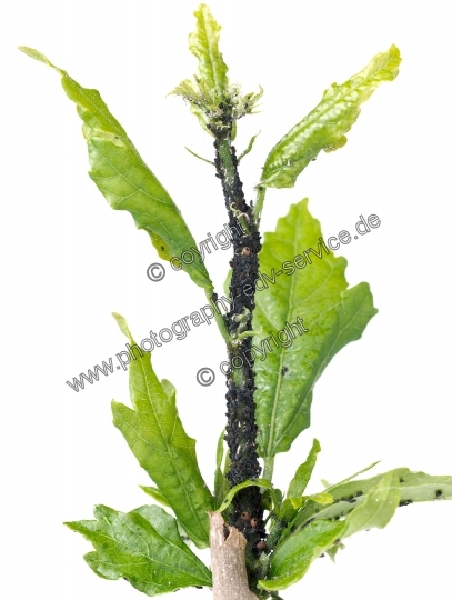 Aphis fabae (Schwarze Bohnenlaus)
