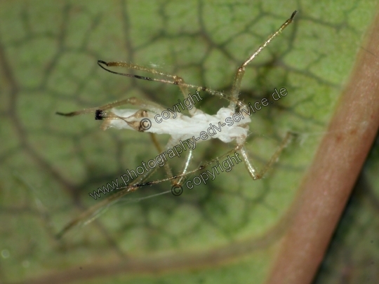 Aphis fabae (Schwarze Bohnenlaus)