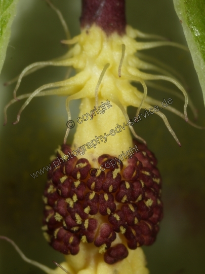Arum maculatum (Gefleckter Aronstab)