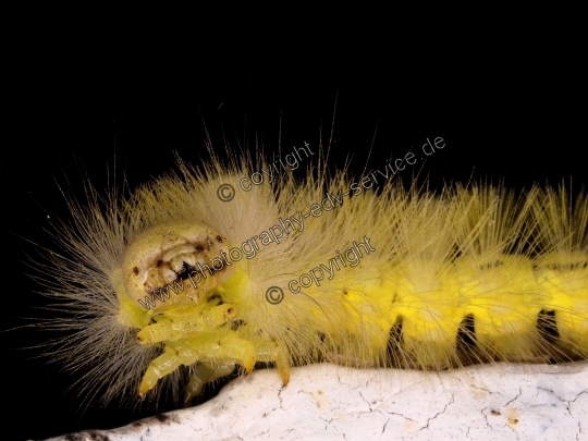 Calliteara pudibunda (Buchenrotschwanz)