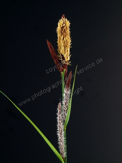 Carex flacca (Blaugrüne Segge) 