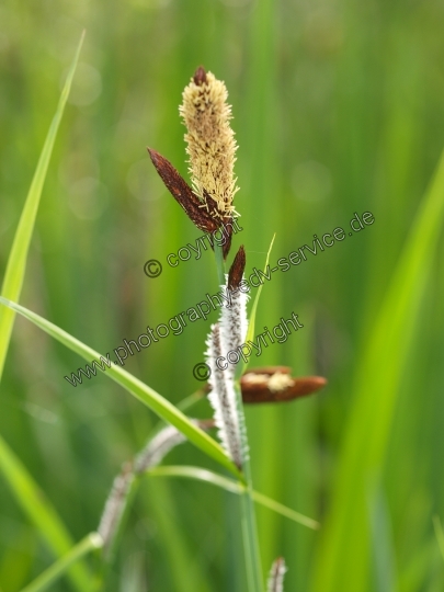 Carex flacca (Blaugrüne Segge) 