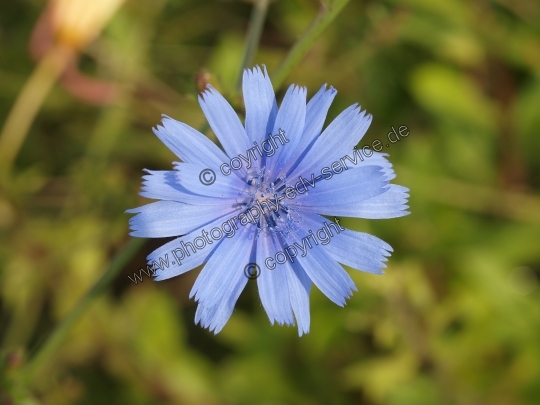 Cichorium intybus (Gewöhnliche Wegwarte)
