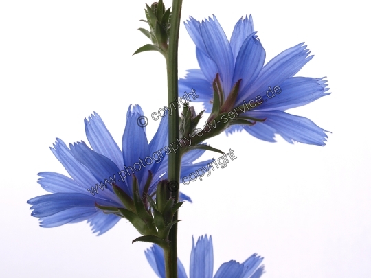 Cichorium intybus (Gewöhnliche Wegwarte)