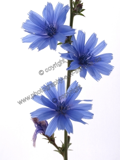Cichorium intybus (Gewöhnliche Wegwarte)