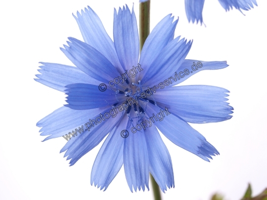 Cichorium intybus (Gewöhnliche Wegwarte)
