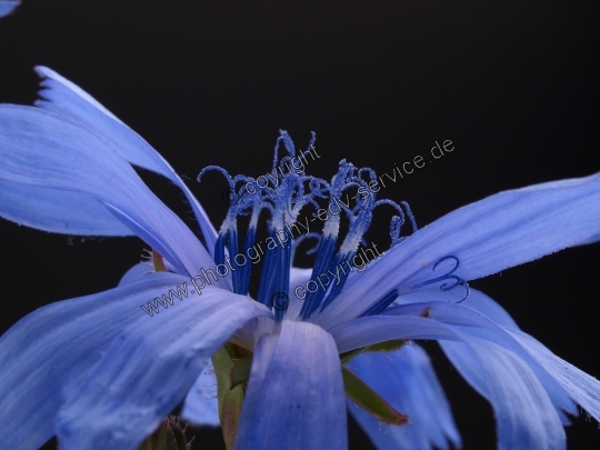 Cichorium intybus (Gewöhnliche Wegwarte)