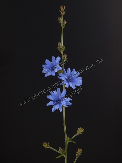 Cichorium intybus (Gewöhnliche Wegwarte)