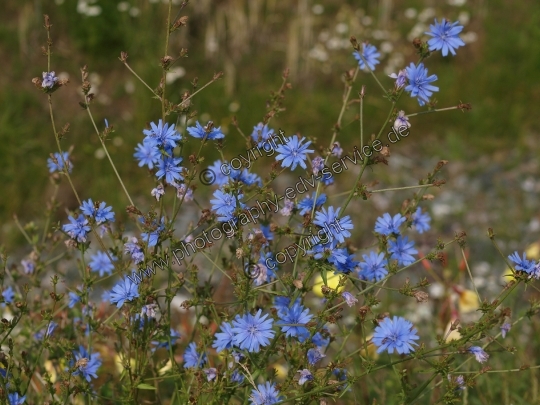 Cichorium intybus (Gewöhnliche Wegwarte)