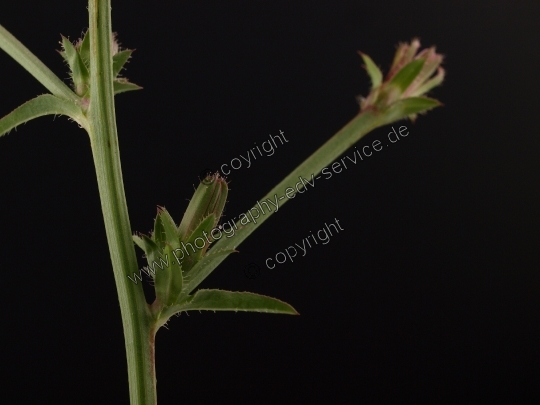 Cichorium intybus (Gewöhnliche Wegwarte)