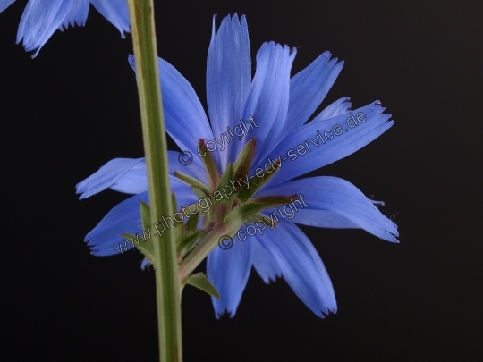 Cichorium intybus (Gewöhnliche Wegwarte)