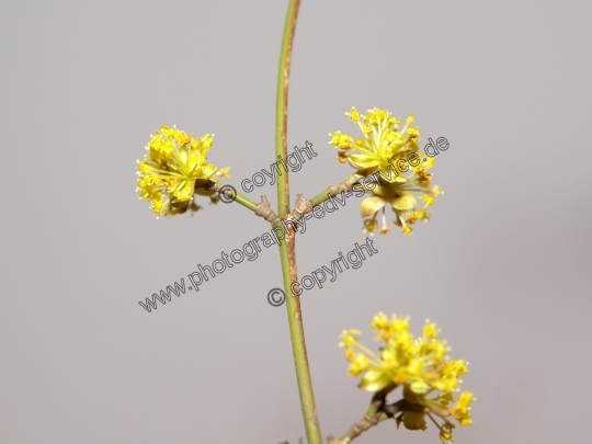 Cornus mas (Kornelkirsche)