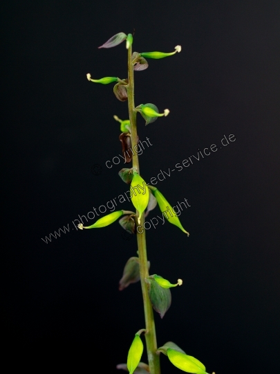 Corydalis cava (Hohle Lerchensporn)