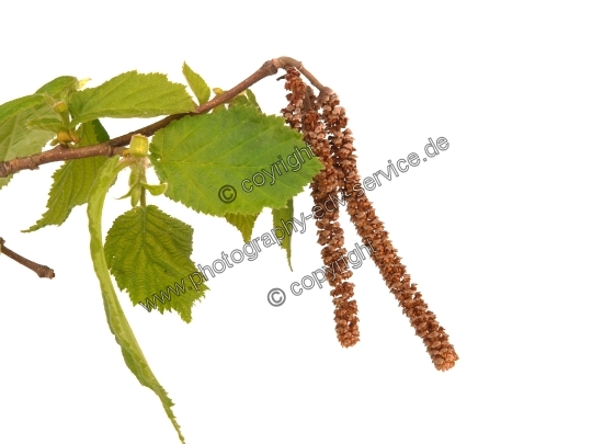 Corylus avellana (Gemeine Hasel)