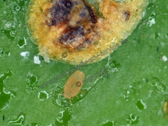 Deckelschildlaus (Diaspididae)