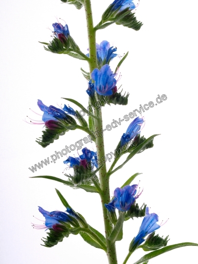 Echium vulgare (Gewöhnliche Natternkopf)