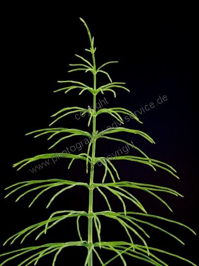 Equisetum arvense (Acker Schachtelhalm)
