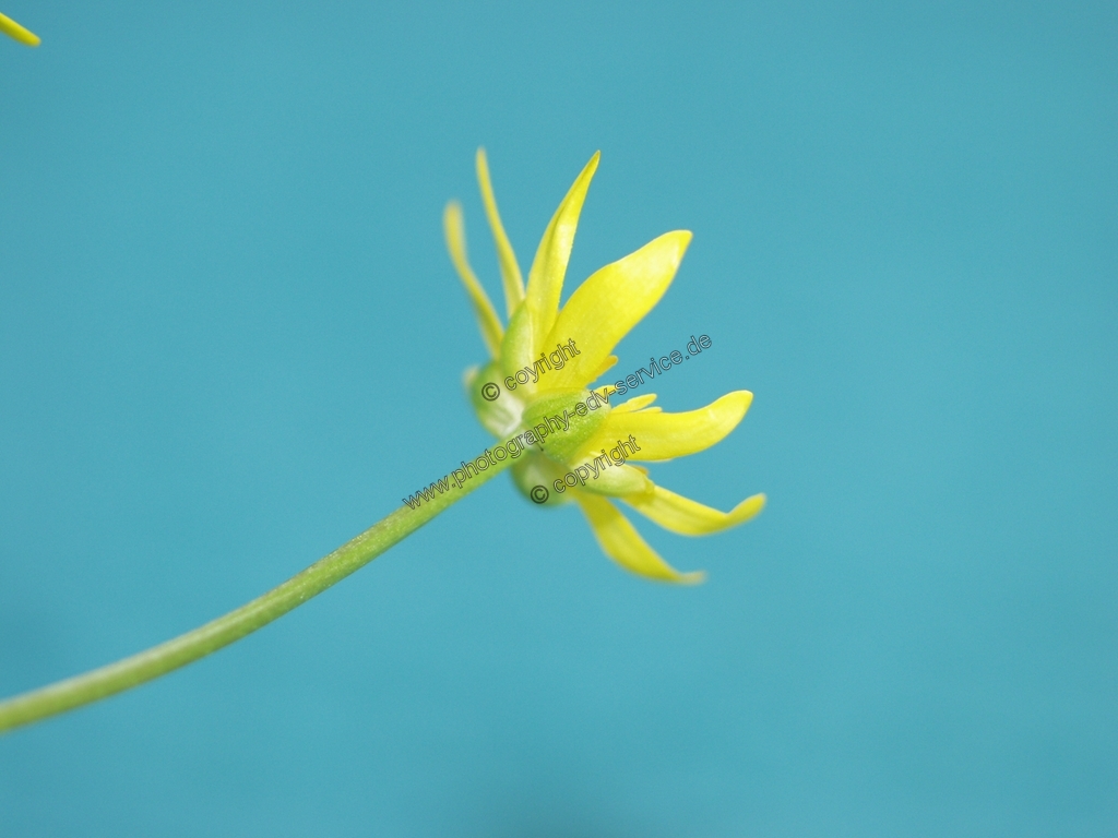 Ficaria verna (Scharbockskraut)