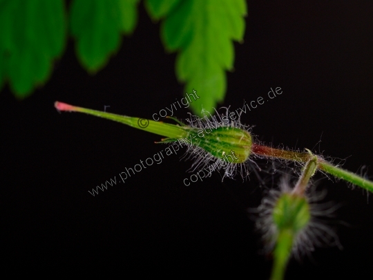 Geranium robertianum (Ruprechtskraut)
