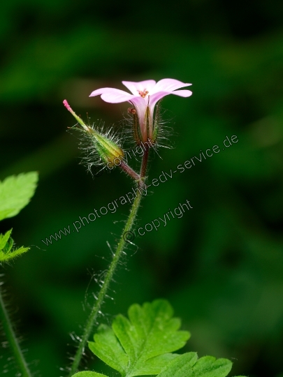 Geranium robertianum (Ruprechtskraut)