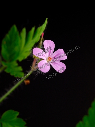 Geranium robertianum (Ruprechtskraut)