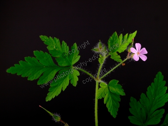 Geranium robertianum (Ruprechtskraut)