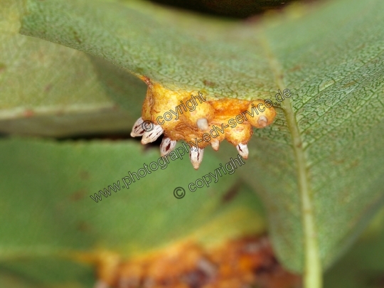 Gymnosporangium fuscum (Birnengitterrost)