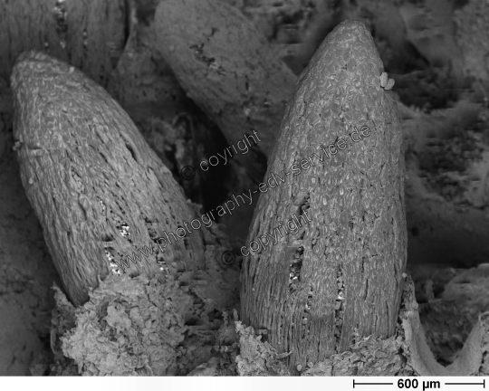 Gymnosporangium fuscum (Birnengitterrost)