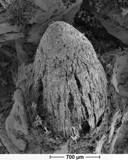 Gymnosporangium fuscum (Birnengitterrost)