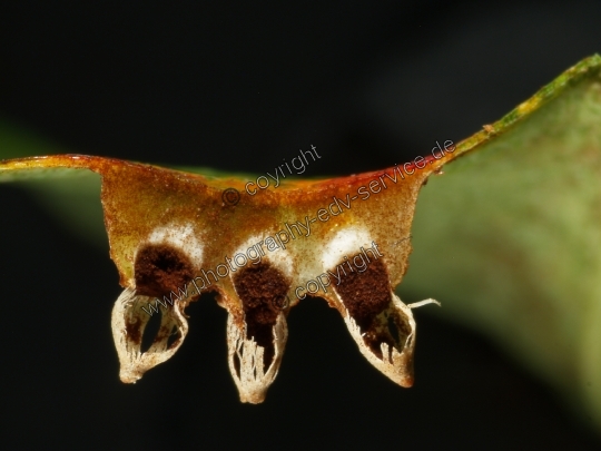 Gymnosporangium fuscum (Birnengitterrost)