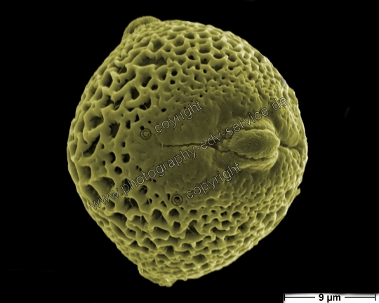 Hedera helix (Gemeiner Efeu)