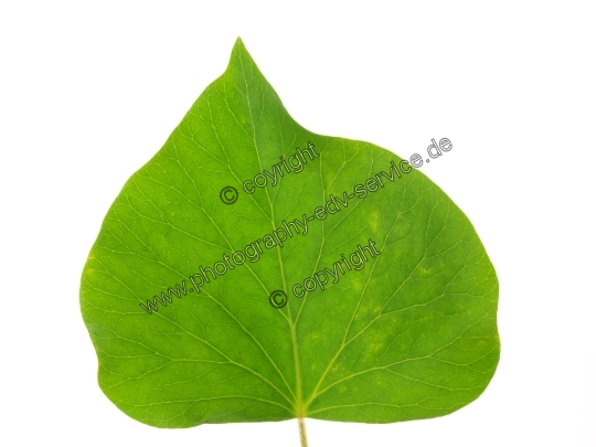 Hedera helix (Gemeiner Efeu)