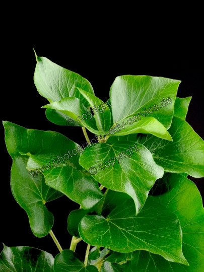 Hedera helix (Gemeiner Efeu)