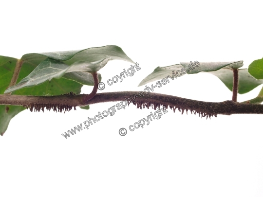 Hedera helix (Gemeiner Efeu)