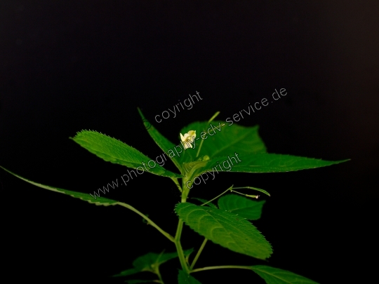 Impatiens parviflora (Kleine Springkraut)