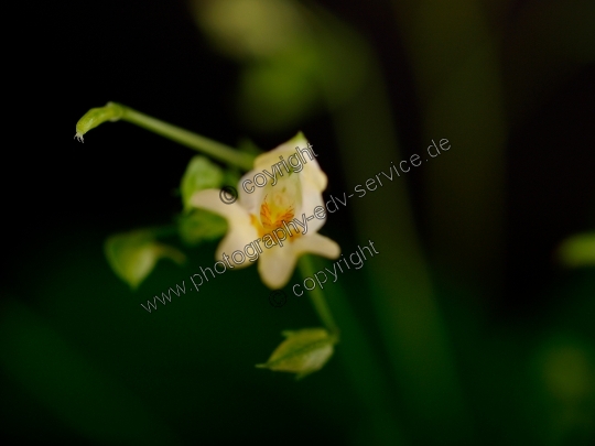 Impatiens parviflora (Kleine Springkraut)