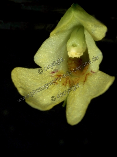 Impatiens parviflora (Kleine Springkraut)