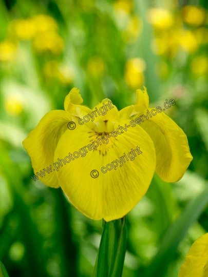 Iris pseudacorus (Sumpf-Schwertlilie)