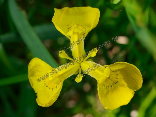 Iris pseudacorus (Sumpf-Schwertlilie)