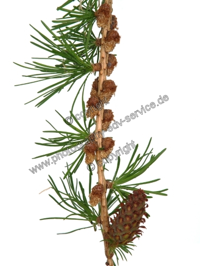 Larix decidua (Europäische Lärche)