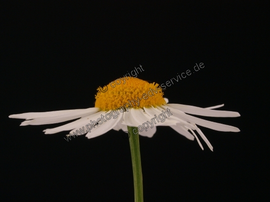 Matricaria recutita (Echte Kamille)