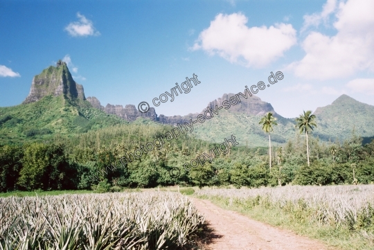 Moorea