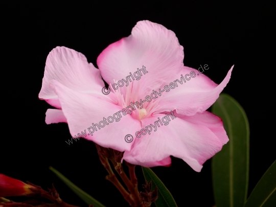 Nerium oleander (Oleander)