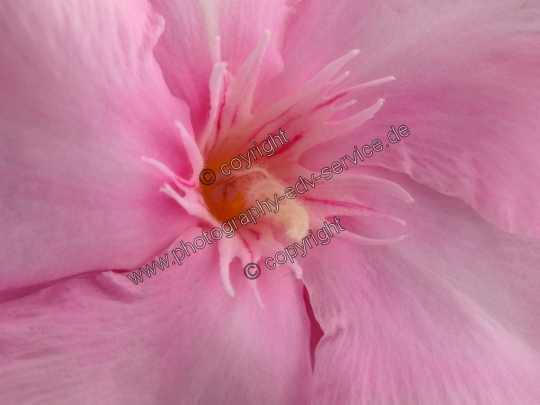 Nerium oleander (Oleander)