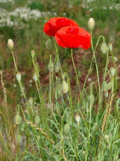 Papaver rhoeas (Klatschmohn)