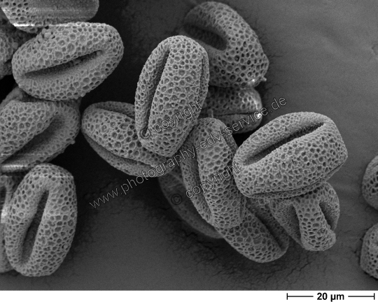 Salix alba (Silber-Weide)